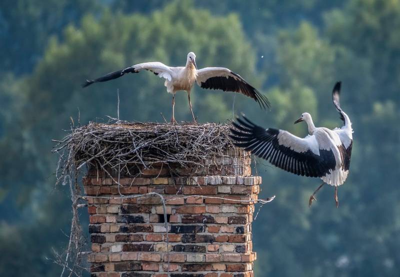 Expert Chimney Animal Removal in Fort Lauderdale, FL Professional Chimney Animal Removal Services in Fort Lauderdale, Florida