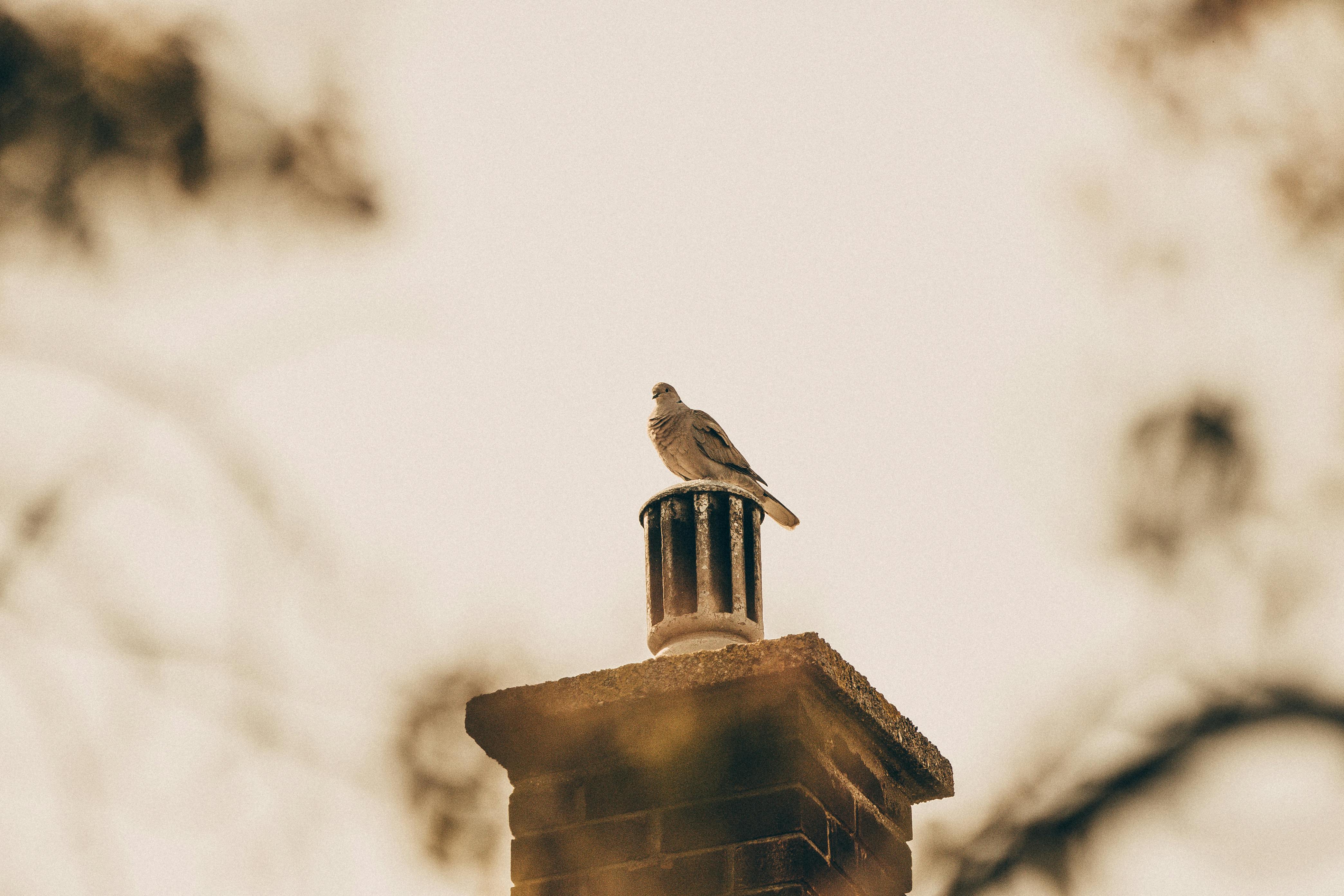 Professional Chimney Cap Installation Services in Fort Lauderdale, FL Expert Chimney Cap Installation in Fort Lauderdale, Florida